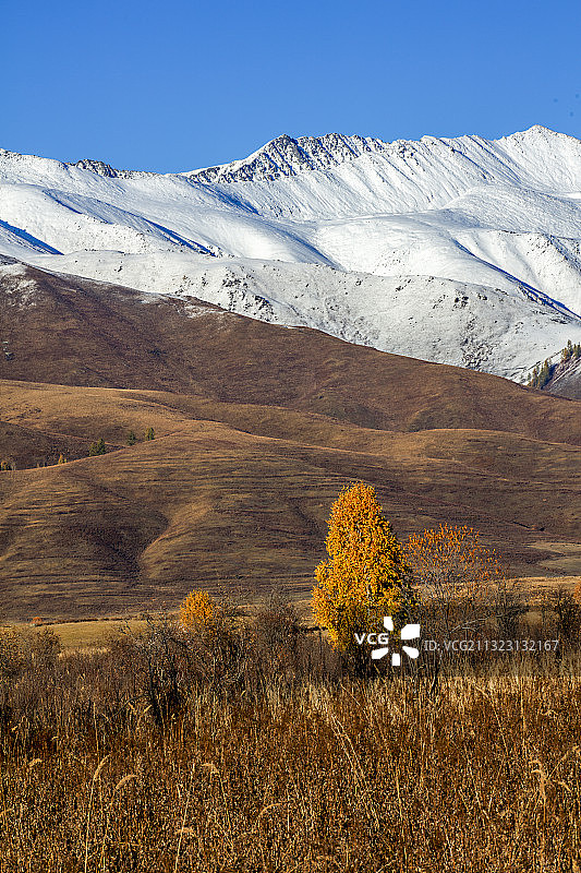 新疆禾木秋天景色图片素材