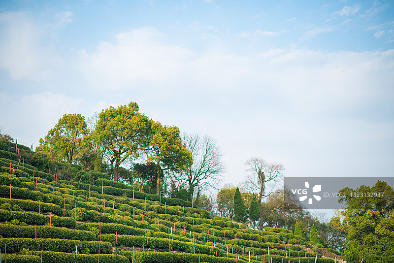 西湖狮峰龙井图片素材