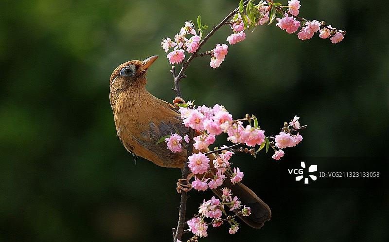 花鸟图--画眉鸟图片素材
