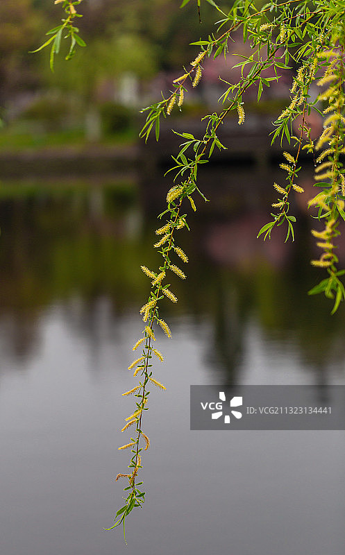 春天开花 的柳树枝条图片素材