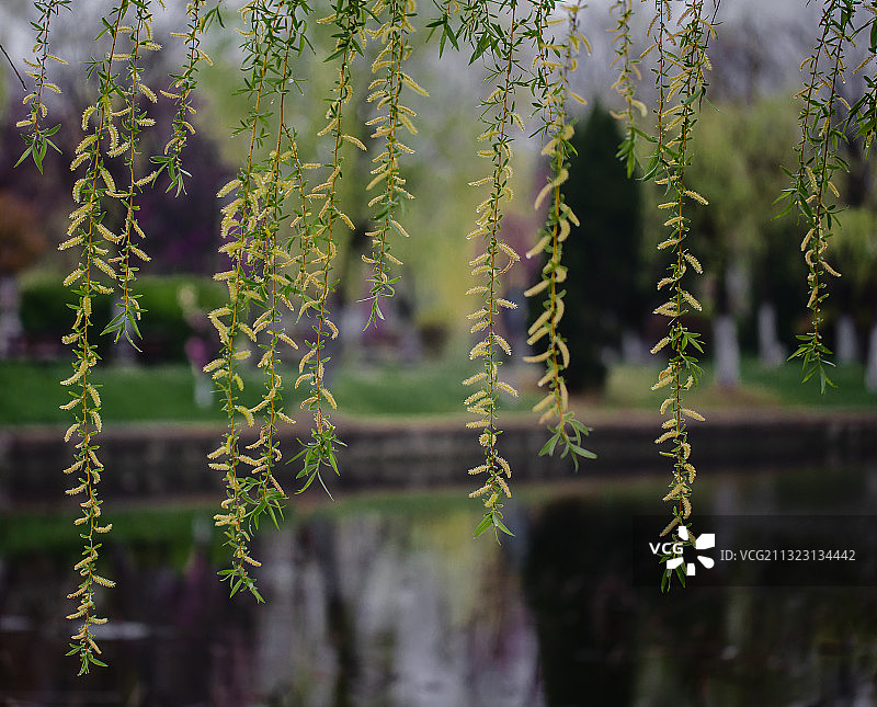春天开花 的柳树枝条图片素材