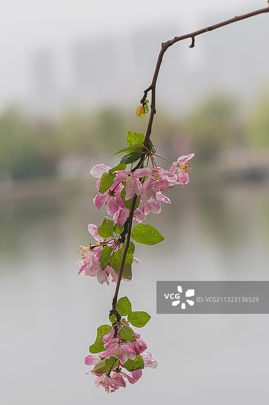 春天小雨中的海棠花图片素材