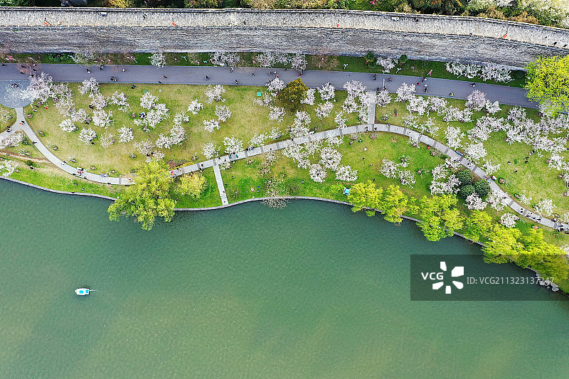 南京市玄武湖公园的樱花大道图片素材