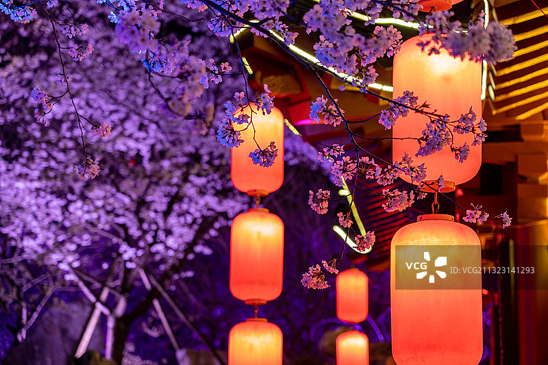 武汉东湖樱园夜樱盛放图片素材