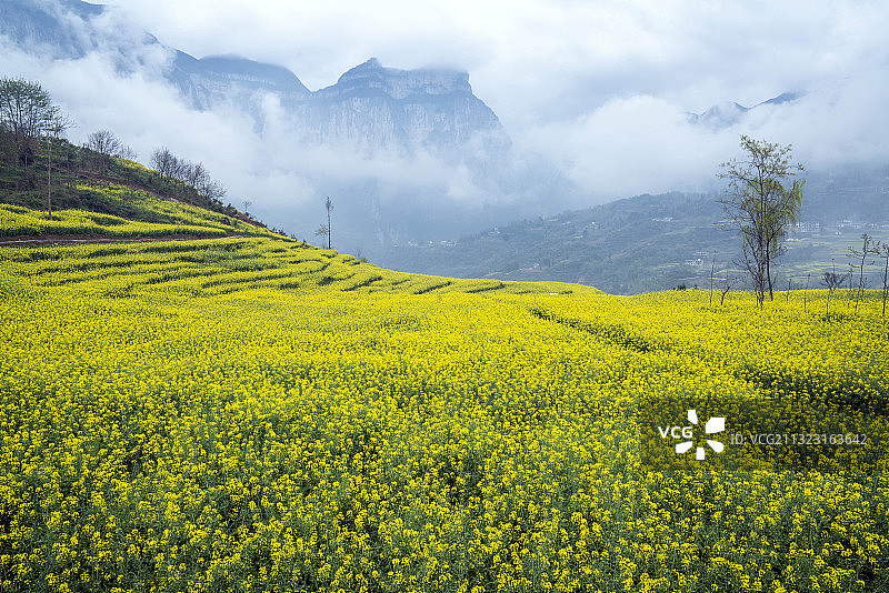 湖北恩施大峡谷景区：万丈绝壁朝东岩云雾缭绕 油菜花海美不胜收图片素材