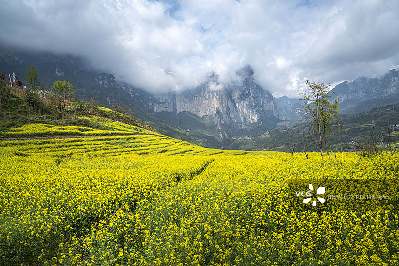 湖北恩施大峡谷景区：万丈绝壁朝东岩云雾缭绕 油菜花海美不胜收图片素材
