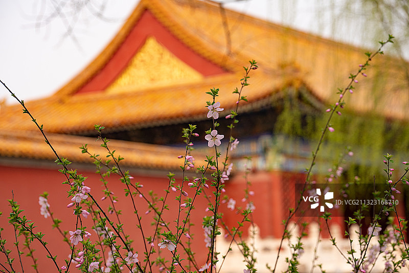 春天故宫武英殿与榆叶梅图片素材