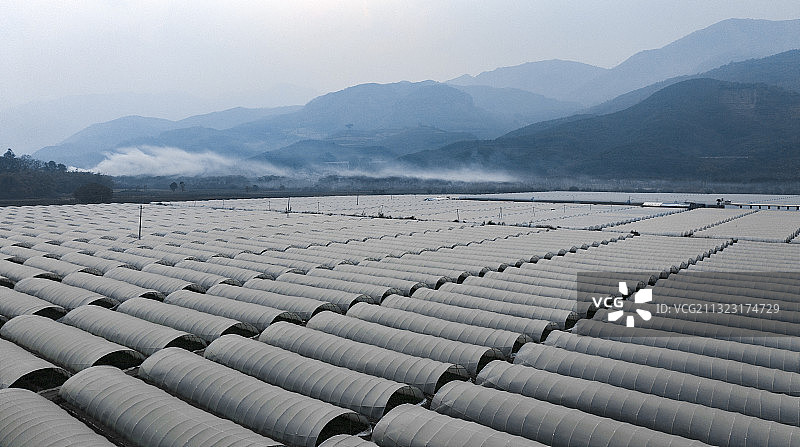 云南大棚西瓜种植基地图片素材