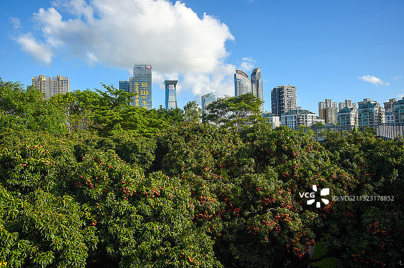 香蜜湖公园盛开的荔枝图片素材