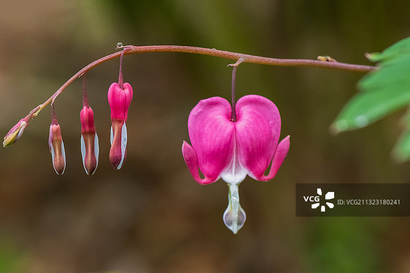荷包牡丹图片素材