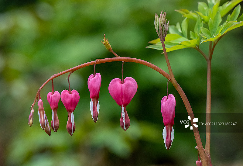 荷包牡丹图片素材