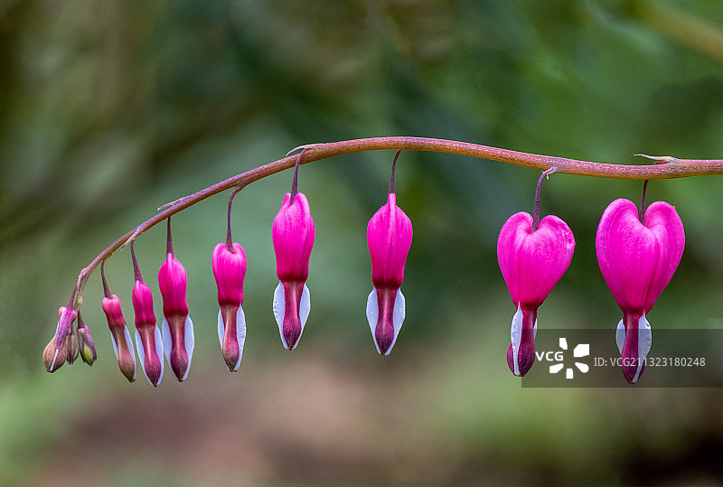荷包牡丹图片素材
