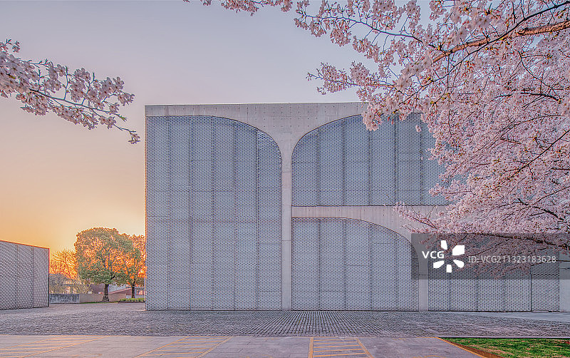 上海龙美术馆樱花图片素材