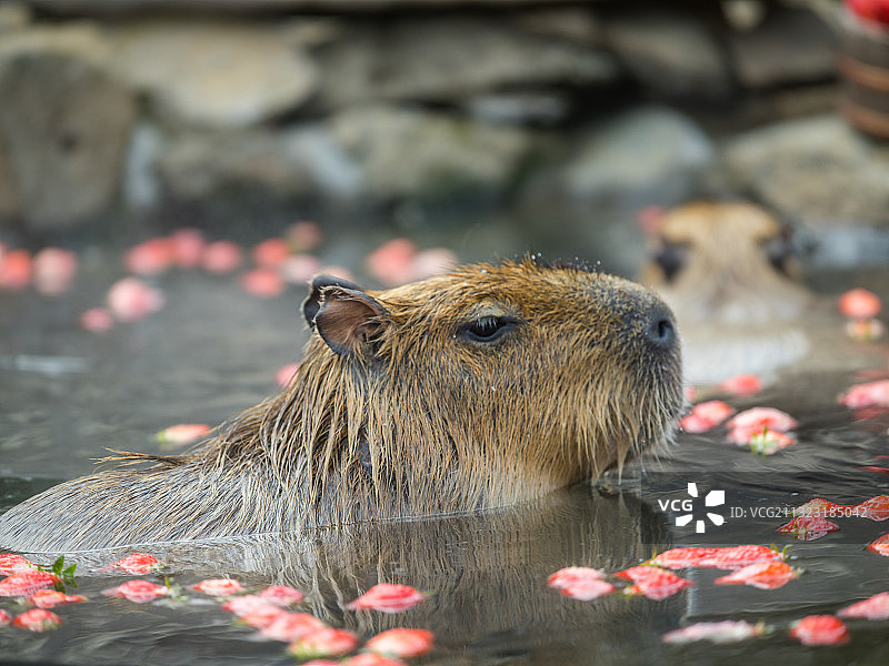 水豚泡澡图片素材