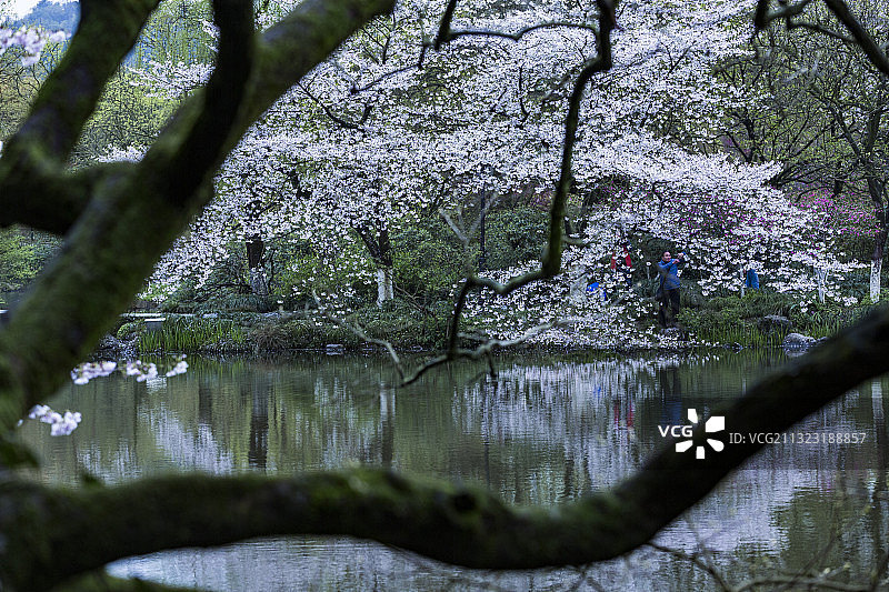 花港观鱼赏樱图片素材