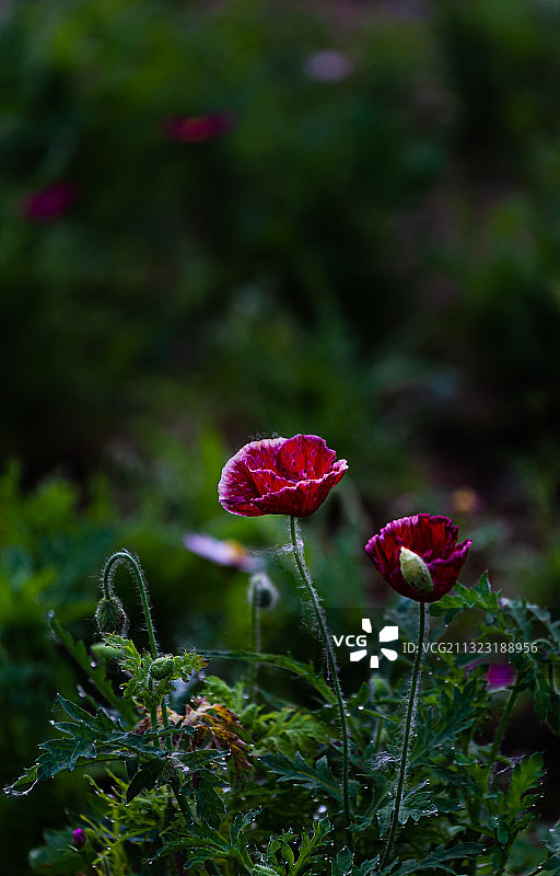 春天的虞美人花图片素材