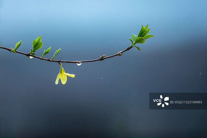 雨中的一朵小黄花图片素材