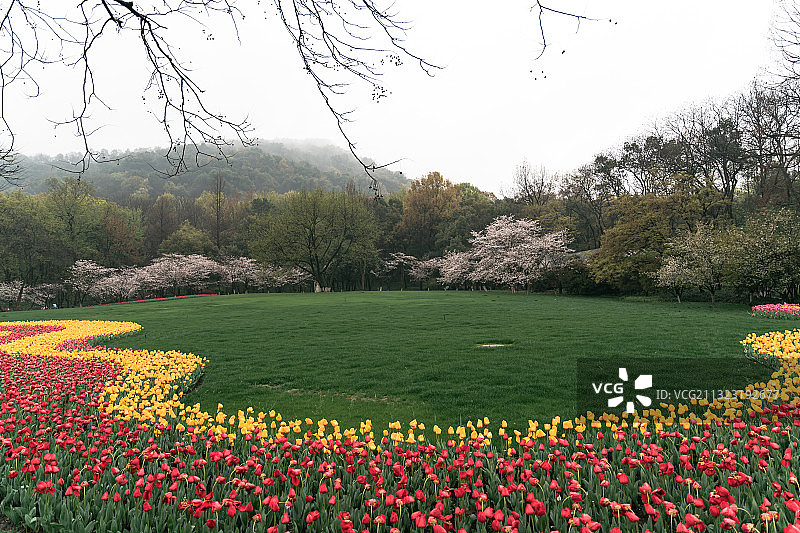 杭州太子湾公园春天的郁金香与樱花图片素材