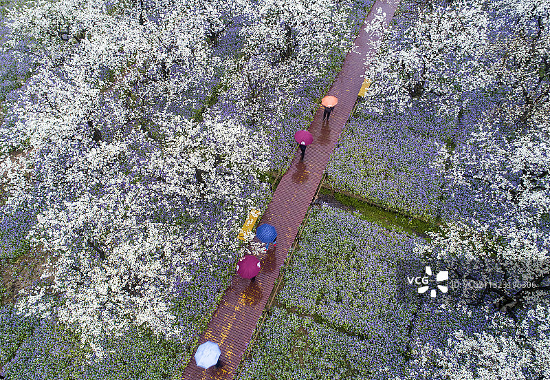 江苏省宿迁市三台山森林公园中的梨花和二月兰图片素材