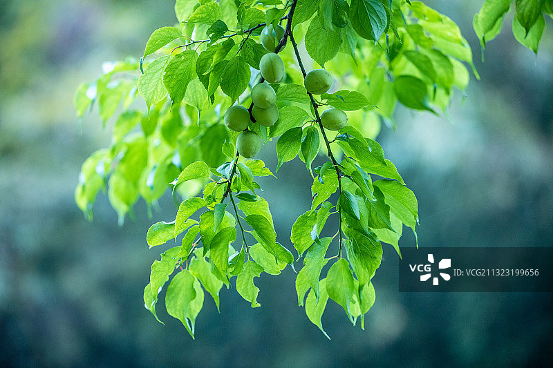 树上未成熟的青梅果图片素材