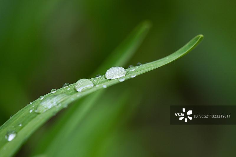 绿色,叶子,雨滴,谷雨图片素材