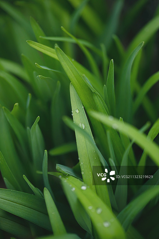 绿色,叶子,生长,谷雨图片素材