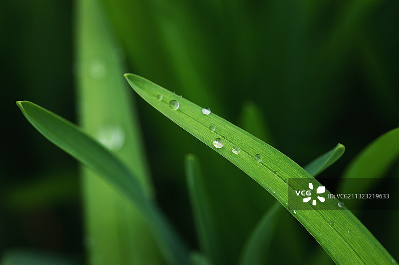 刀刃草,叶子,水滴,雨季图片素材