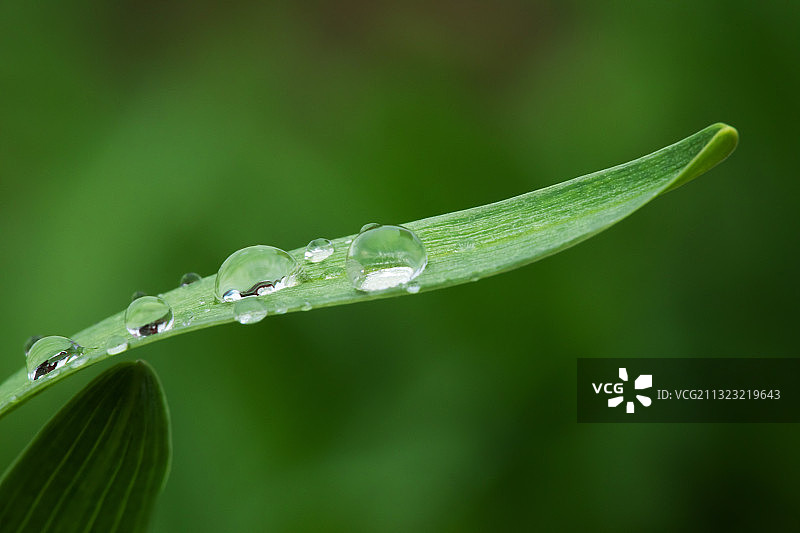 绿色,叶子,水滴,雨季图片素材