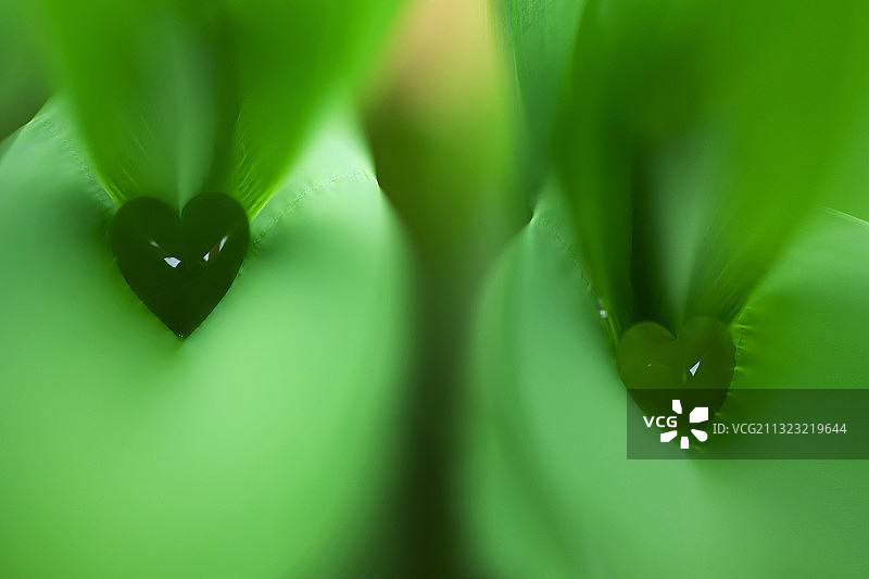 绿色,叶子,水滴,雨季图片素材