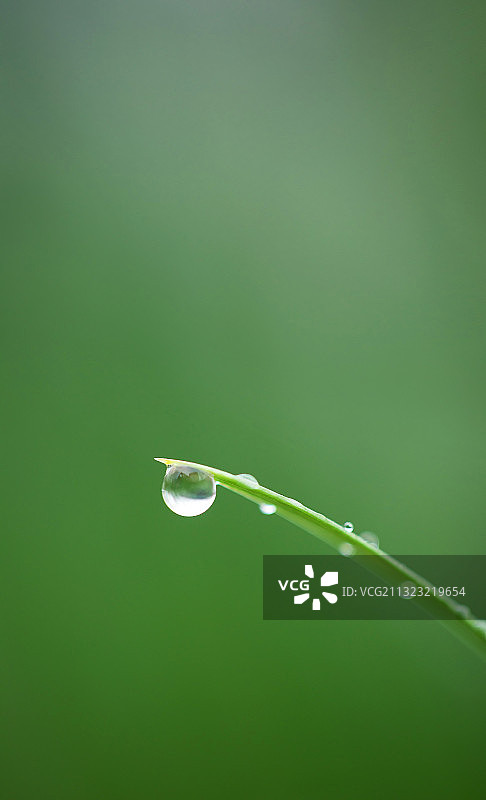 春天,叶子,绿色,水滴,谷雨图片素材