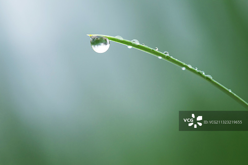 绿色,叶子,纯净,水滴,谷雨图片素材