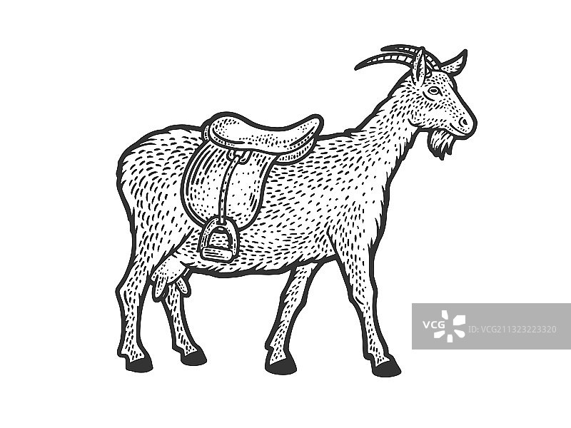 山羊鞍座素描图片素材