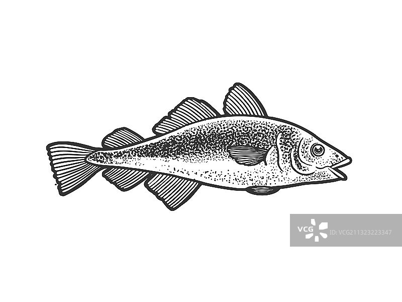 大西洋鳕鱼素描图片素材