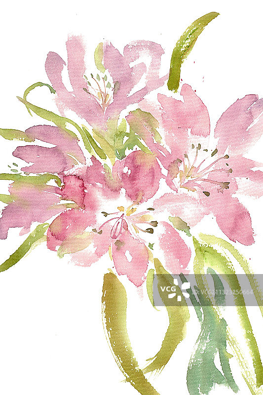 香雪兰花束图片素材