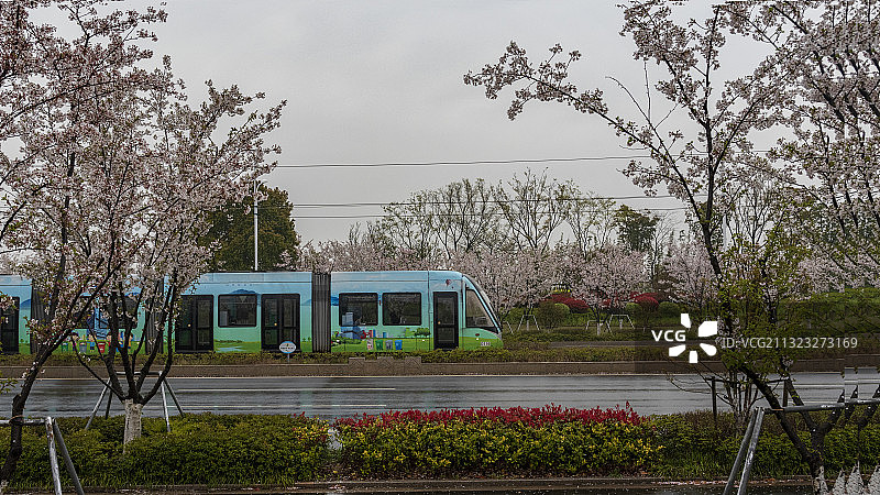 苏州新区有轨电车樱花图片素材