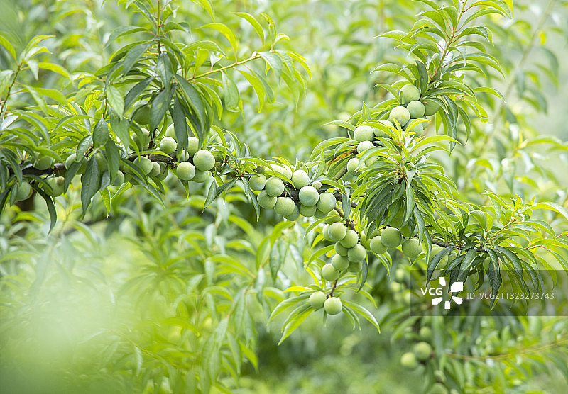 夏天即将成熟的高山清脆李子，枝桠上硕果累累，在重庆市万州区图片素材