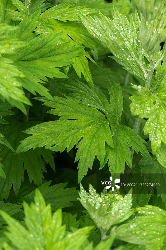 挂满水珠的新鲜艾叶特写图片素材