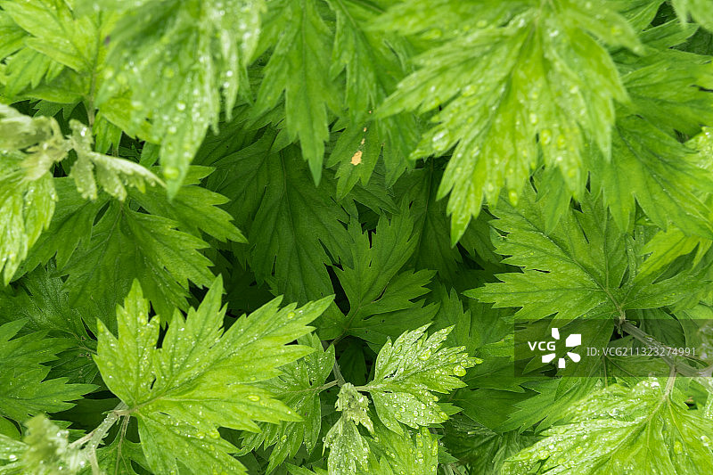 挂满水珠的新鲜艾叶特写图片素材