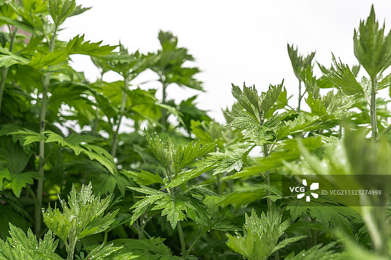挂满水珠的新鲜艾叶特写图片素材