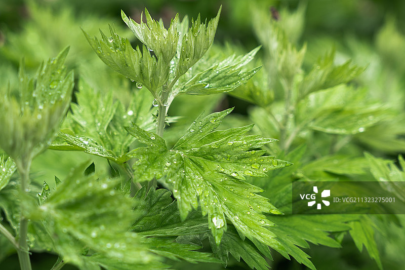 挂满水珠的新鲜艾叶特写图片素材