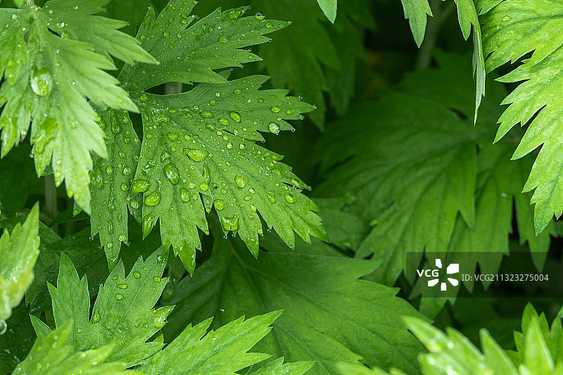 挂满水珠的新鲜艾叶特写图片素材