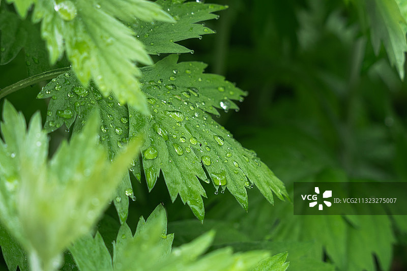 挂满水珠的新鲜艾叶特写图片素材