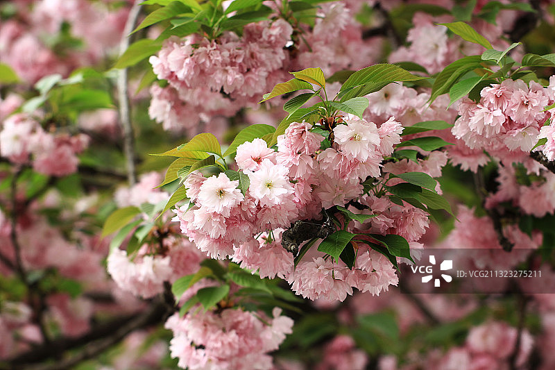 关山樱 樱花 成都图片素材