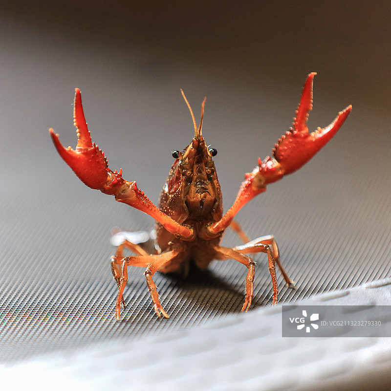 一只张开大螯的小龙虾图片素材