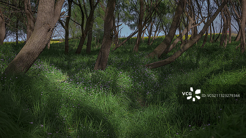 丛林中的紫云英图片素材