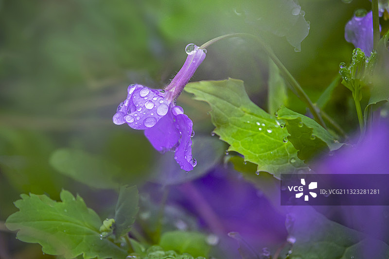 雨露二月兰图片素材