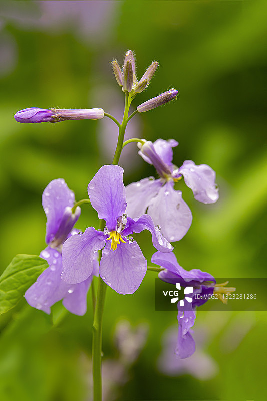 雨露二月兰图片素材