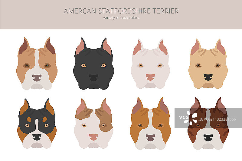 美国斯塔福郡梗犬彩色图案图片素材