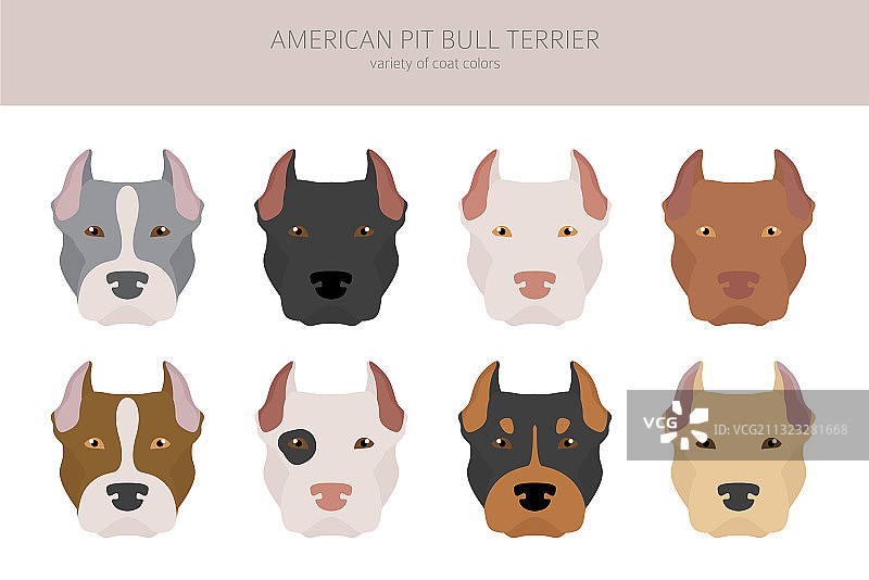 美国比特斗牛犬彩色套装图片素材