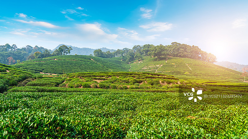 杭州龙井茶乡茶园图片素材